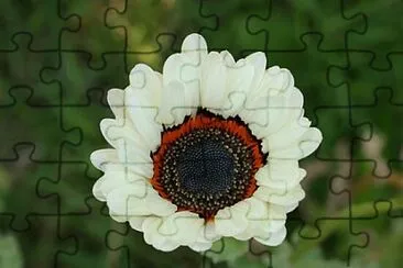 OK jigsaw puzzle