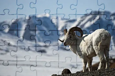 Bighorn bianco jigsaw puzzle