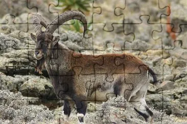 Walia jigsaw puzzle