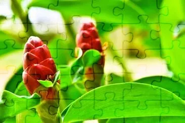 OK jigsaw puzzle