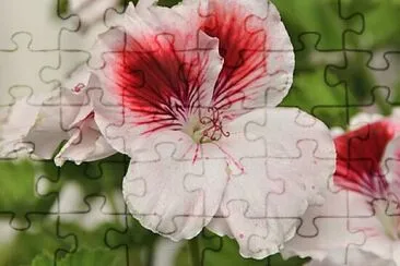 OK jigsaw puzzle