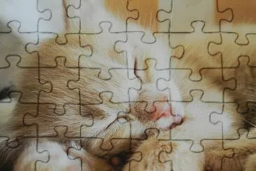  jigsaw puzzle