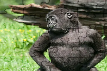 Funny Gorilla