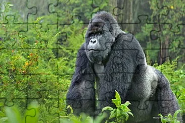 Mountain Gorilla Silverback