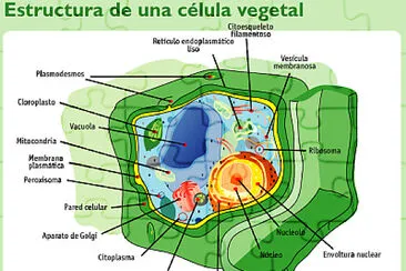 celula vegetal