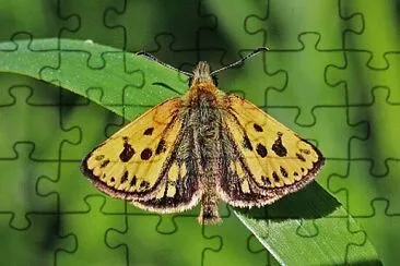 Carterocephalus silvicola jigsaw puzzle