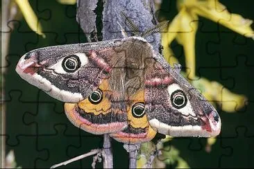 Small emporea moth jigsaw puzzle