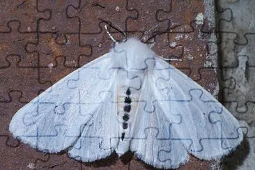 Spilosoma virginica jigsaw puzzle