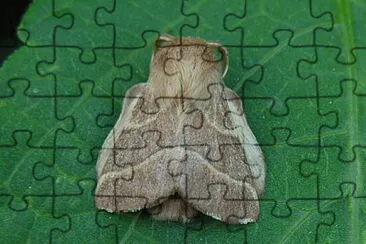 Malacosoma neustria jigsaw puzzle