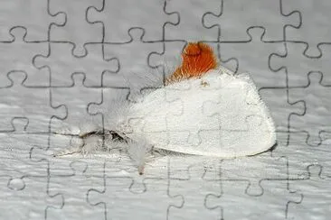 Euproctis chrysorrhoea jigsaw puzzle