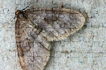 Operophetera brumata