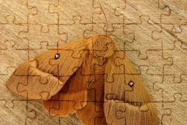 Lasiocampa quercus jigsaw puzzle