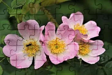 OK jigsaw puzzle