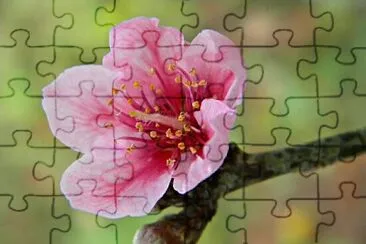 OK jigsaw puzzle