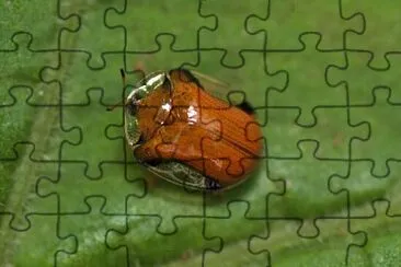 Charidotella jigsaw puzzle