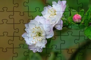 OK jigsaw puzzle