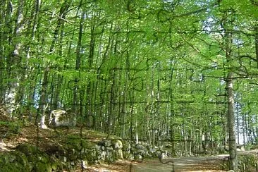 Sous-bois, Nasbinals, Lozère