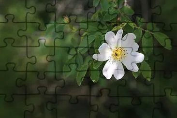 OK jigsaw puzzle