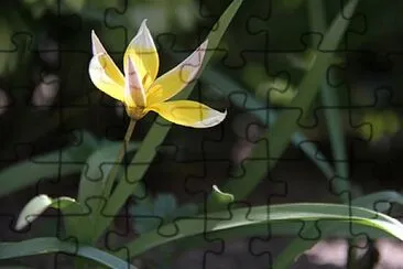 OK jigsaw puzzle