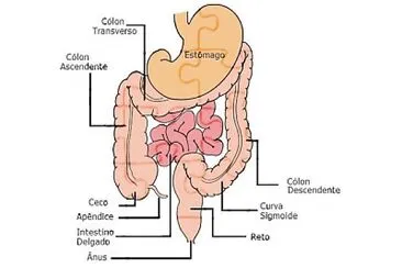 Sistema digestÃ³rio