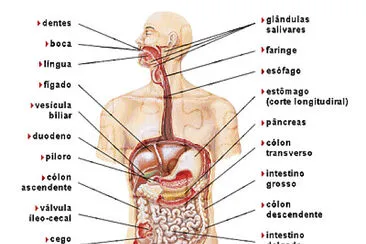 Sistema digestÃ³rio