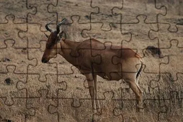 Alcefalo di coke jigsaw puzzle