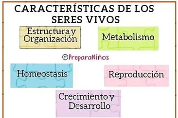 Caracteristicas