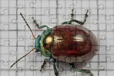 Chrysolina polita jigsaw puzzle