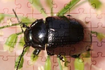 פאזל של Chrysolina oricalcia