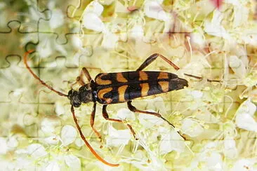 Leptura annularis jigsaw puzzle