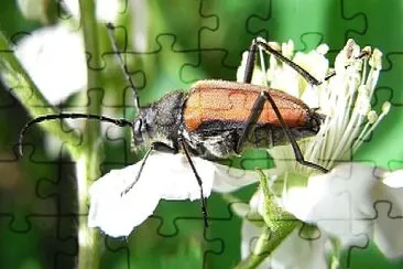 Anastrangala dubia jigsaw puzzle