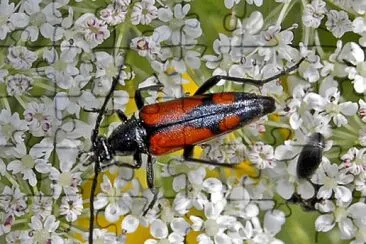 Stenurella bifasciata jigsaw puzzle