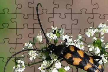 Strangalia  quadrifasciata jigsaw puzzle