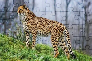 gepard