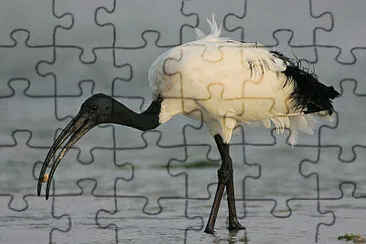 Ibis sacro africano jigsaw puzzle