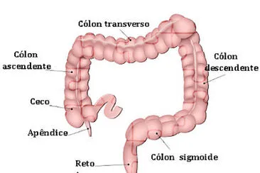 intestino groso