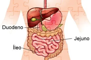 פאזל של intestino delgado