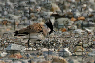 Pavoncella duvauceli jigsaw puzzle