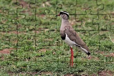 Pavoncella coronata