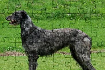 Deerhound jigsaw puzzle