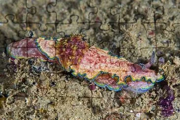 Glossodoris acosti jigsaw puzzle