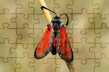 Zygaena punctum