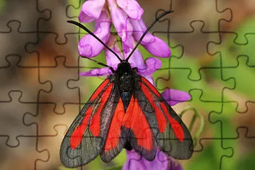 פאזל של Zygaena osterodensis