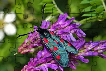 Zygaena lonicerae