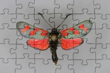 Zygaena oxytropis