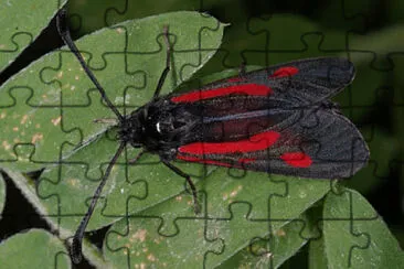 פאזל של Zygaena nevadensis