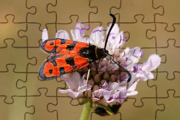 Zygaena ignifera jigsaw puzzle