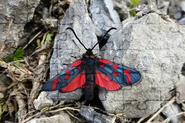 פאזל של Zygaena anthyllidis