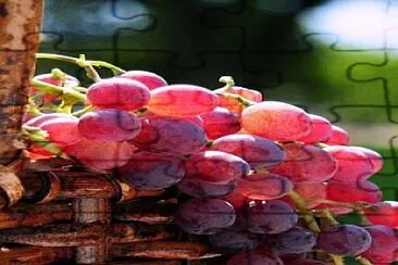 uvas