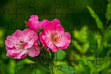 OK jigsaw puzzle